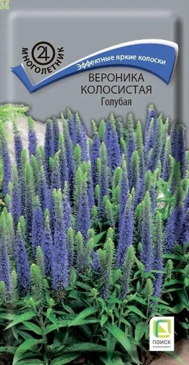 Купить оптом в Ботанике семена Вероника Голубая колосистая Поиск бренд Поиск