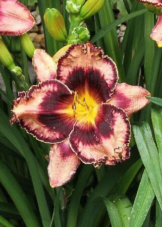 Купить оптом в Ботанике Лилейник Сэммонс Увертюр 1 шт