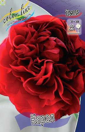 Купить оптом в Ботанике Пион Карол 25 шт