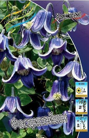 Купить оптом в Ботанике Клематис Фасцинэйшион 1шт