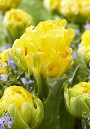 Купить оптом в Ботанике Тюльпан Дансинг Куин 10 шт