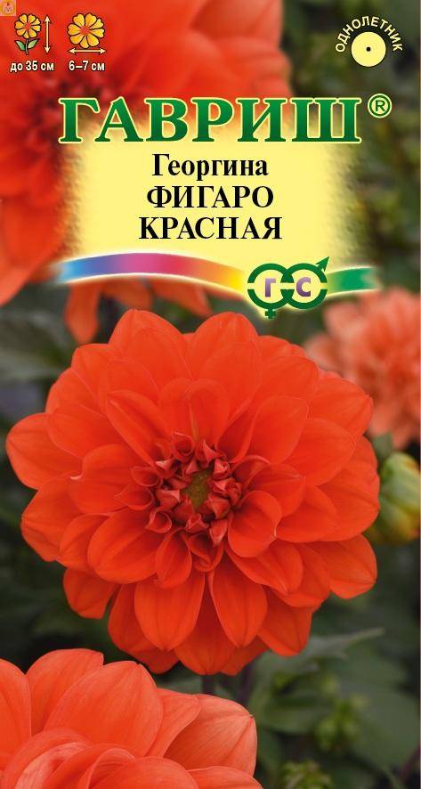 Купить оптом в Ботанике семена Георгина Фигаро красная Гав бренд Гавриш