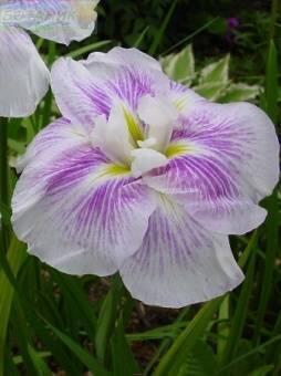 Купить оптом в Ботанике Ирис Когешо 1 шт