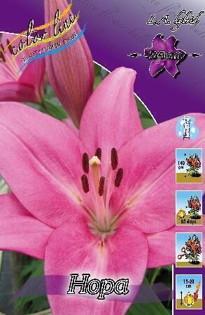 Купить оптом в Ботанике Лилия Рэд Рок 10 шт