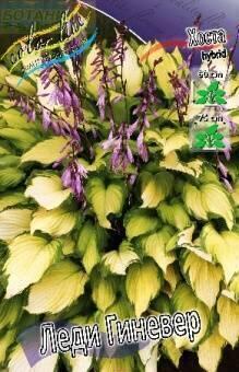 Купить оптом в Ботанике Хоста Леди Гиневер 1 шт