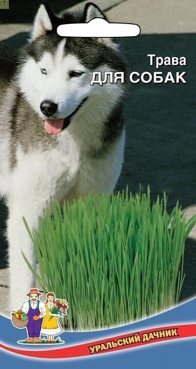 Купить оптом в Ботанике семена Трава Для собак УД бренд Уральский дачник