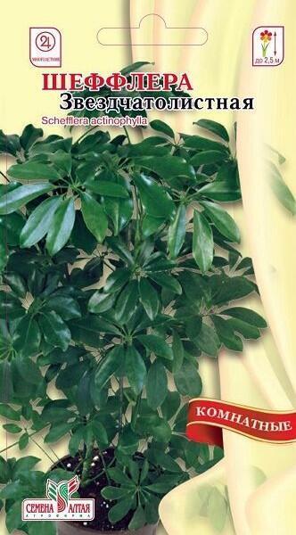 Купить оптом в Ботанике семена Шеффлера Звездчатолистная СА бренд Семена Алтая