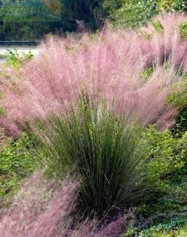 Купить оптом в Ботанике Мюленбергия Волосовидная 2 шт