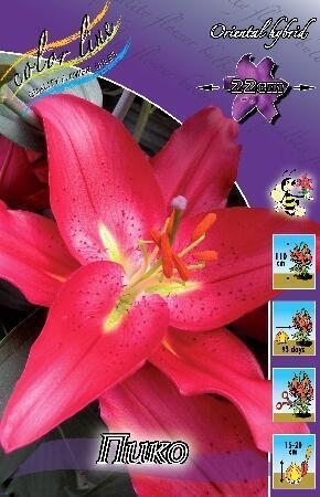 Купить оптом в Ботанике Лилия Пико 7 шт