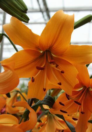 Купить оптом в Ботанике Лилия Перл Джастин 5 шт