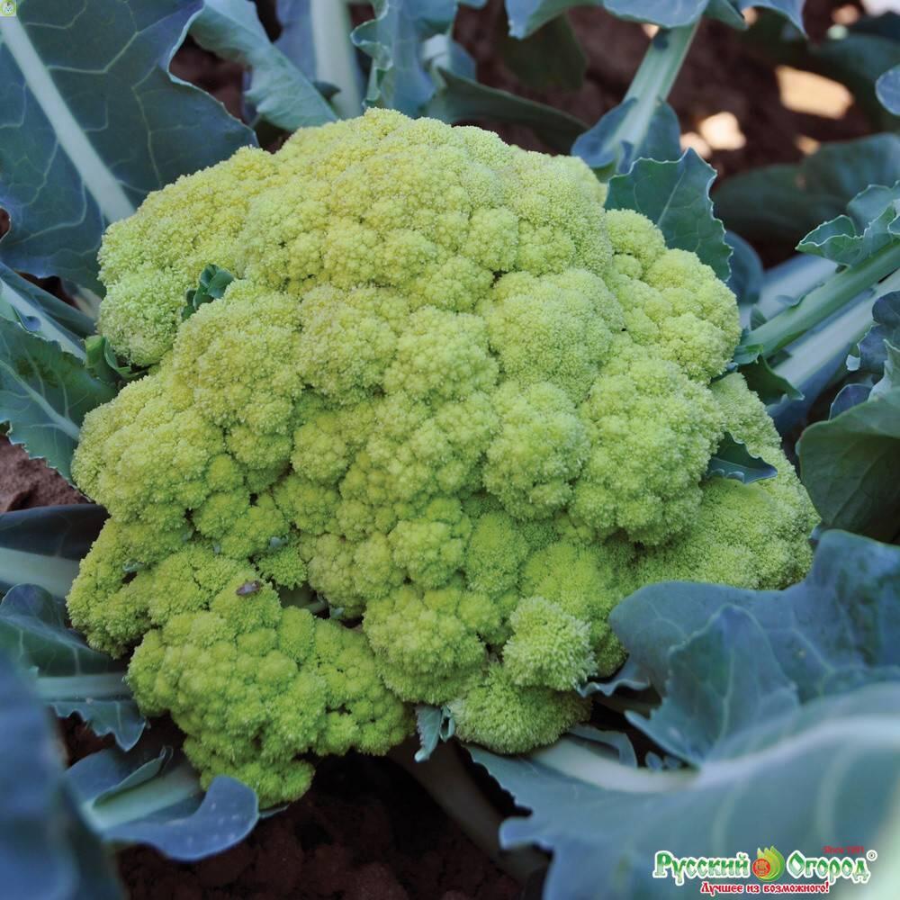 Купить оптом в Ботанике семена Капуста цветная Броккаули НК бренд НК