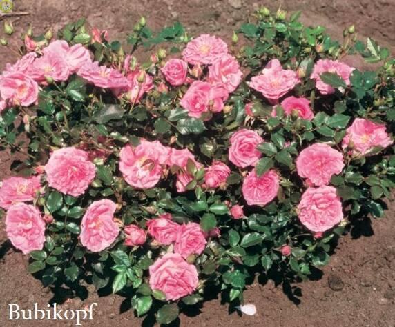 Купить оптом в Ботанике Роза Бубикопф 1 шт миниатюрные