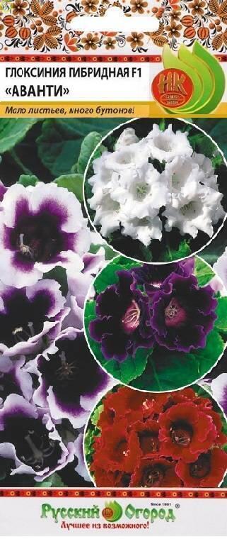 Купить оптом в Ботанике семена Глоксиния Аванти гибридная НК бренд НК