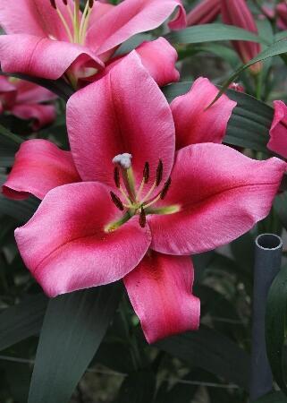 Купить оптом в Ботанике Лилия Коммоушн 7 шт