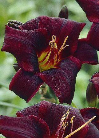 Купить оптом в Ботанике Лилейник Старлинг 2 шт