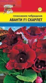 Купить оптом в Ботанике семена Глоксиния Аванти F1 Скарлет УУ бренд Урожай Удачи