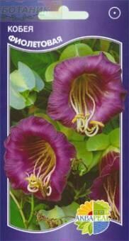 Купить оптом в Ботанике семена Кобея Фиолетовая Акв бренд Акварель