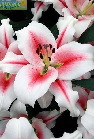 Купить оптом в Ботанике Лилия Суцинто 25 шт 