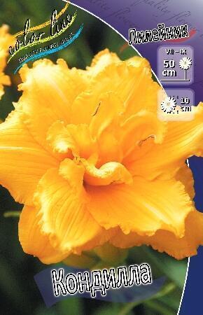 Купить оптом в Ботанике Лилейник Кондилла 1 шт