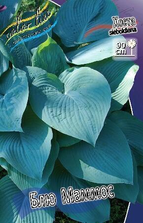 Купить оптом в Ботанике Хоста Блю Маммос 1 шт