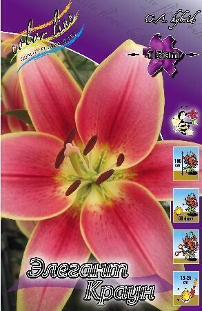 Купить оптом в Ботанике Лилия Элегант Краун 5 шт