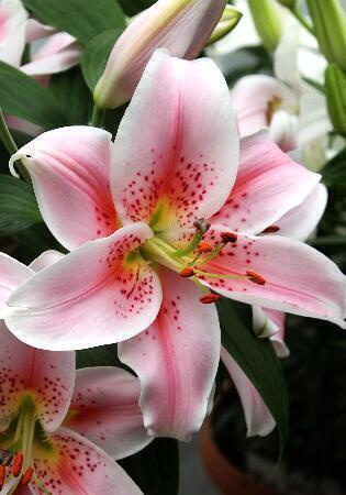 Купить оптом в Ботанике Лилия Мона Лиза 5 шт