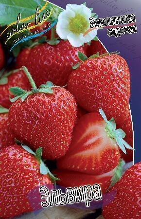 Купить оптом в Ботанике Земляника садовая Эльвира 100 шт
