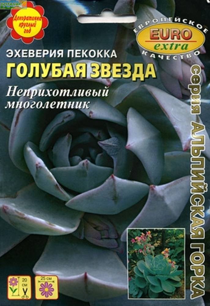 Купить оптом в Ботанике семена Эхеверия Голубая звезда Аэл бренд Аэлита