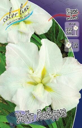 Купить оптом в Ботанике Ирис Уайт Лейдиз 1 шт