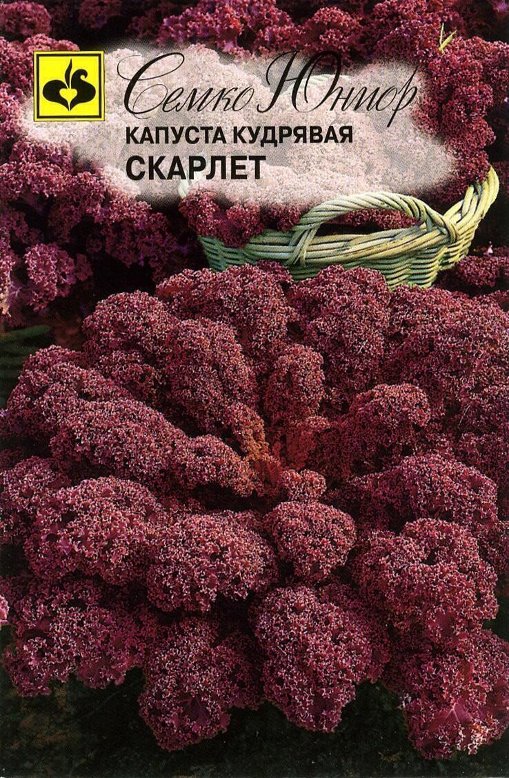 Купить оптом в Ботанике семена Капуста кудрявая Скарлет Сем бренд Семко