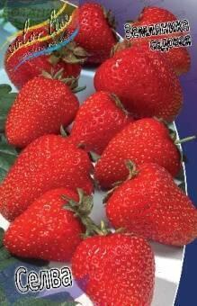 Купить оптом в Ботанике Земляника садовая Селва 5 шт