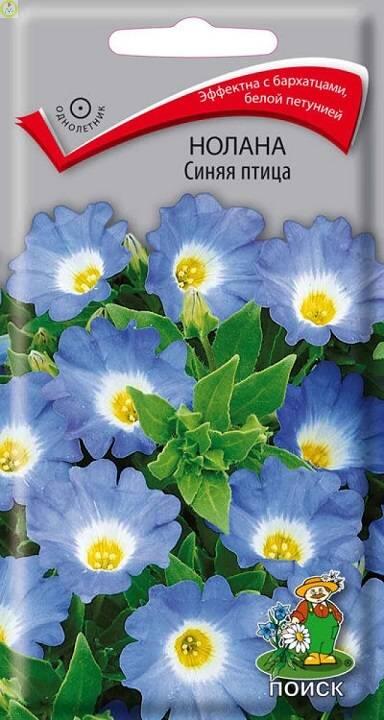 Купить оптом в Ботанике семена Нолана Синяя птица Поиск бренд Поиск