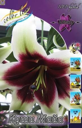 Купить оптом в Ботанике Лилия Куши-Майа 4шт