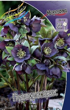 Купить оптом в Ботанике Морозник Пурпураскенс 1 шт