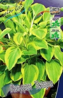 Купить оптом в Ботанике Хоста Голден Тиара 2 шт
