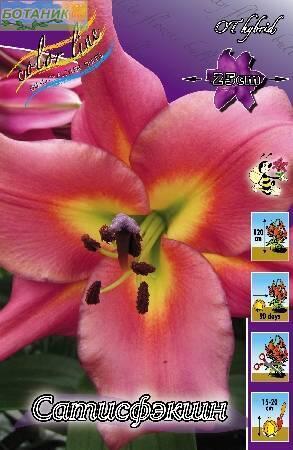 Купить оптом в Ботанике Лилия Сатисфэкшн 12/14 25шт