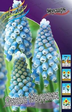 Купить оптом в Ботанике Мускари Океан Мэджик 10 шт