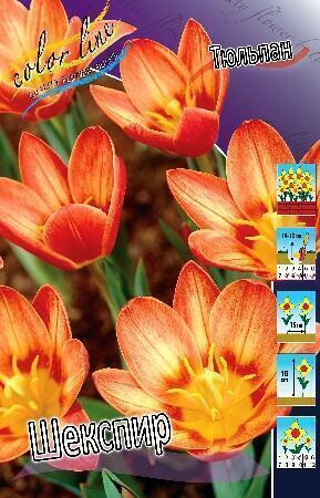 Купить оптом в Ботанике Тюльпан Шекспир 10 шт