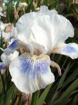 Купить оптом в Ботанике Ирис Куичи 1шт