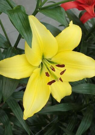 Купить оптом в Ботанике Лилия Йеллоу Пауэр 7 шт
