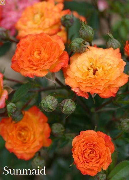 Купить оптом в Ботанике Роза Санмейд 1 шт миниатюрная