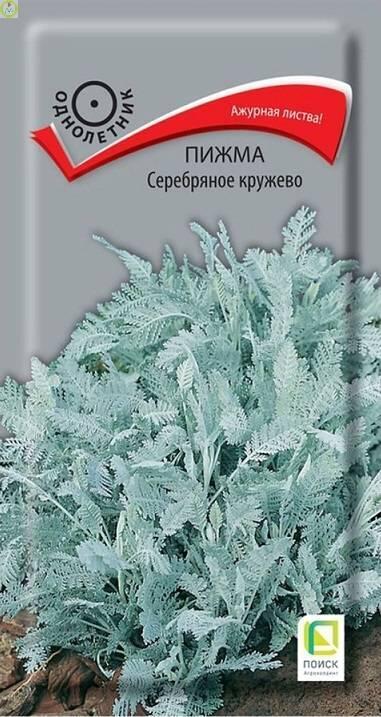 Купить оптом в Ботанике семена Пижма Серебряное кружево Поиск бренд Поиск