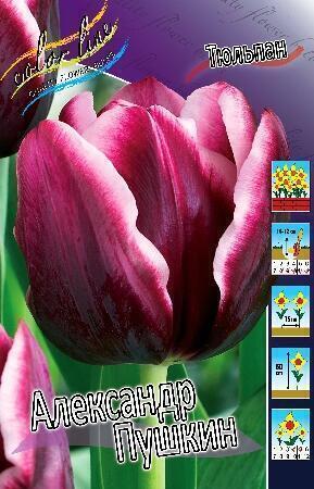 Купить оптом в Ботанике Тюльпан Александр Пушкин 11/12 100 шт 