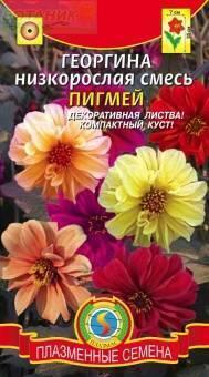 Купить оптом в Ботанике семена Георгина Пигмей Плз бренд Плазмас