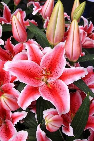 Купить оптом в Ботанике Лилия Карнавал 7 шт