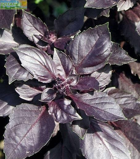 Купить оптом в Ботанике семена Базилик Ред Рубин ЗС бренд Золотая сотка