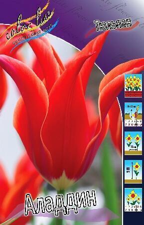 Купить оптом в Ботанике Тюльпан Аладдин 11/12 100 шт 