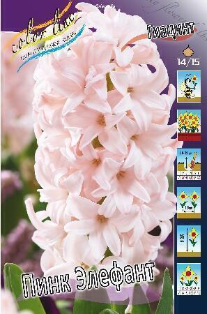 Купить оптом в Ботанике Гиацинт Пинк Элефант 5 шт