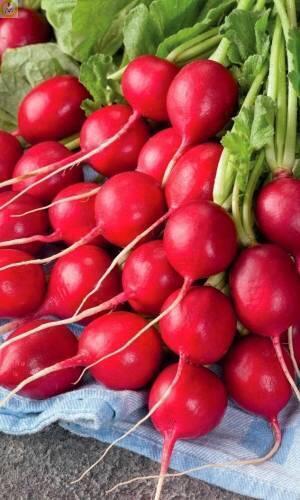 Купить оптом в Ботанике семена Редис Экспресс 16 F1 УД бренд Уральский дачник