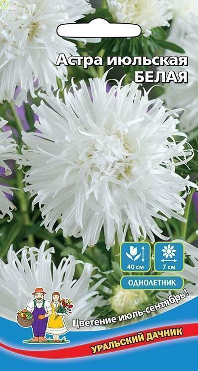 Купить оптом в Ботанике семена Астра июльская Белая УД бренд Уральский дачник